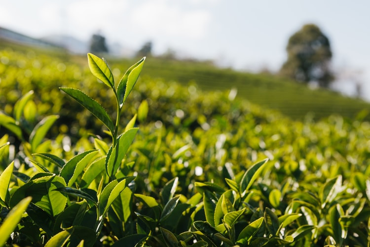 KTDA to set up Africa’s first Japanese green tea production factory