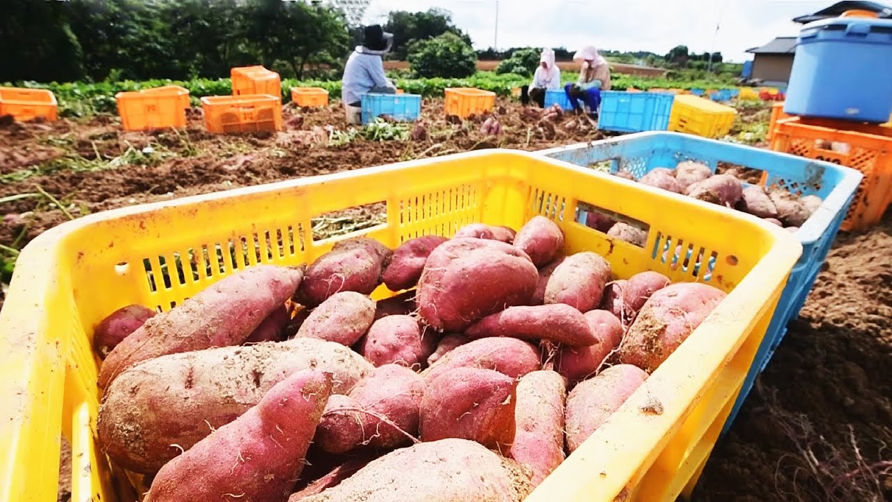 Sh 110m processing plant in Migori County nears completion