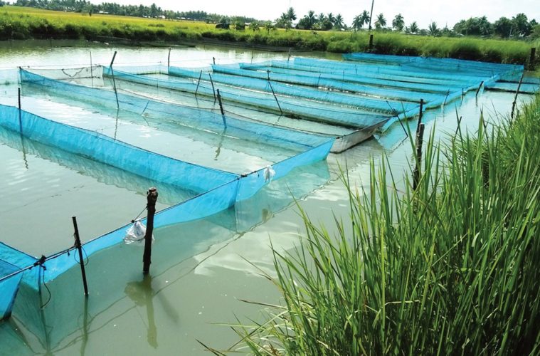 Youths to benefit from Kamarinyang’ fish-ponds project